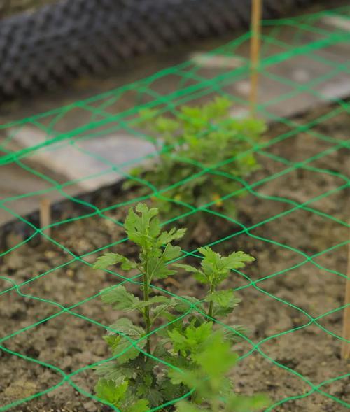 菊花栽培技巧有哪些？如何确保菊花健康生长？