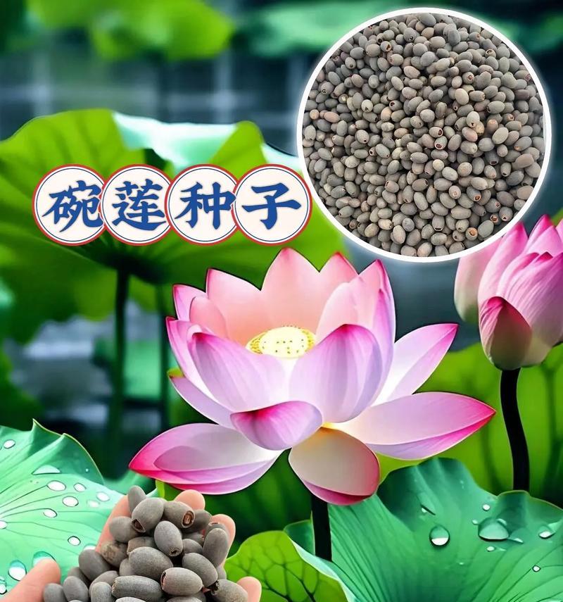 碗莲种植需要哪种沙子？碗莲的种植步骤和注意事项是什么？