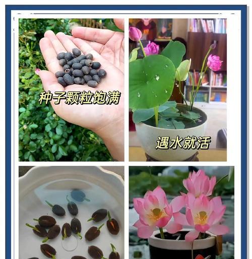 碗莲种植需要哪种沙子？碗莲的种植步骤和注意事项是什么？