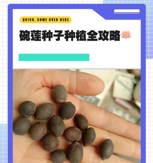 碗莲种植需要哪种沙子？碗莲的种植步骤和注意事项是什么？