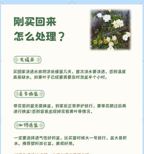 秋季栀子花养护要点是什么？如何让栀子花安全过秋？