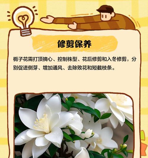 秋季栀子花养护要点是什么？如何让栀子花安全过秋？