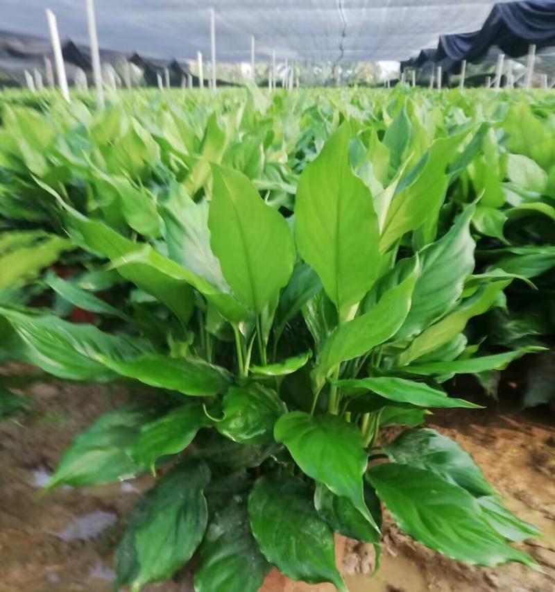 广东万年青施什么肥？万年青的施肥方法和注意事项是什么？