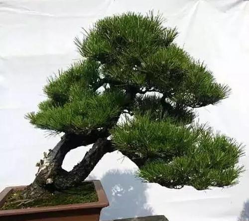 黑松浇水的正确方法是什么？如何避免浇水过多或过少？