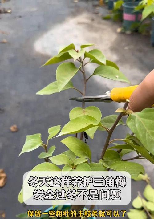 三角梅冬季修剪要点是什么？修剪后如何养护？