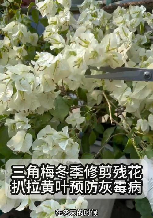 三角梅冬季修剪要点是什么？修剪后如何养护？