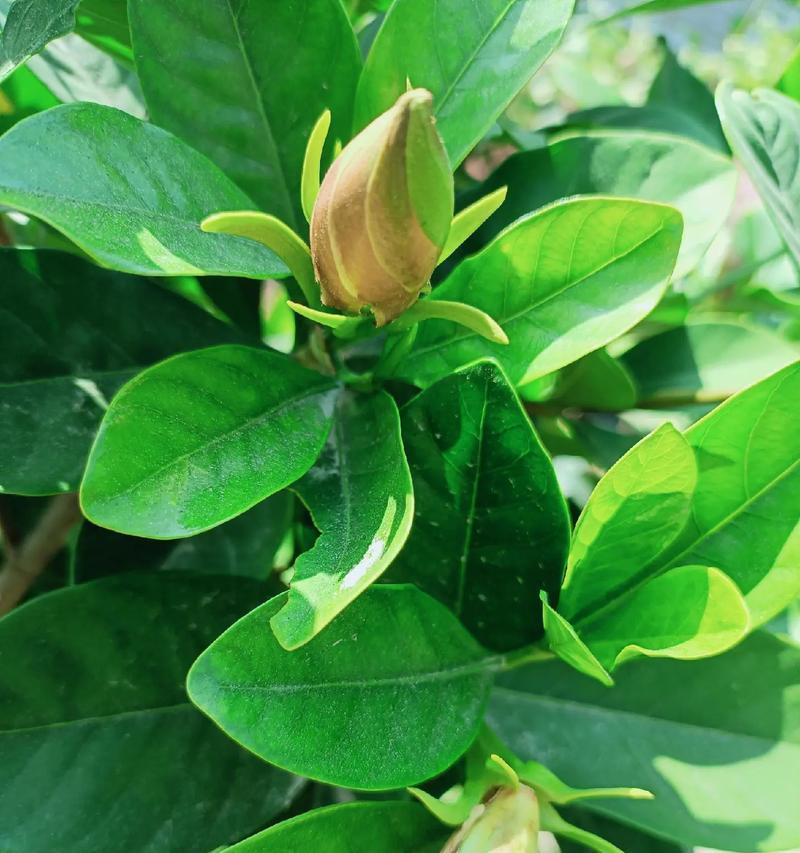 盆栽栀子花的养殖技巧有哪些？