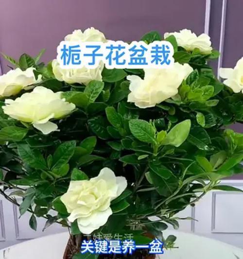 盆栽栀子花的养殖技巧有哪些？