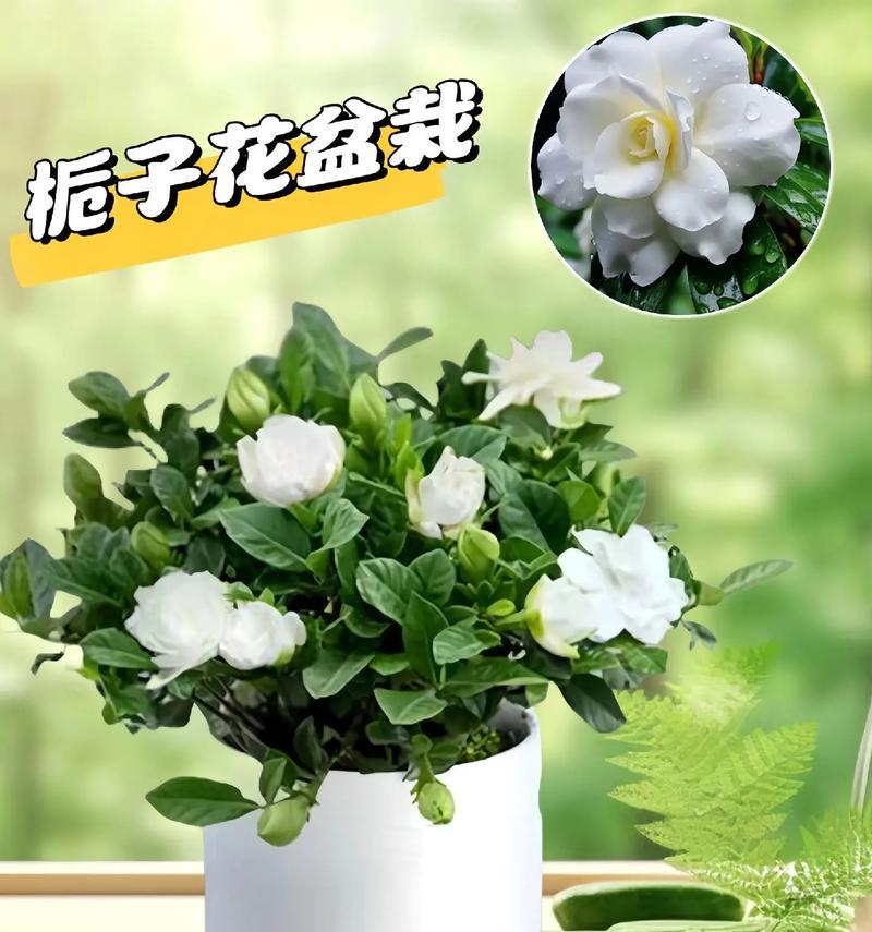 盆栽栀子花的养殖技巧有哪些？