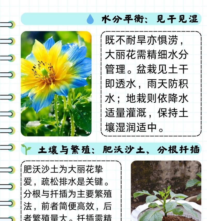 大丽花块根种植方法是什么？