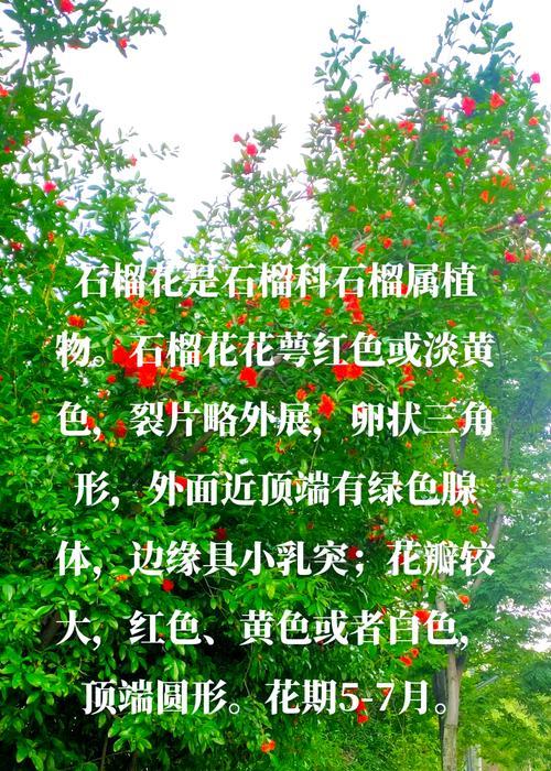 石榴花的养殖技巧和常见问题解答？