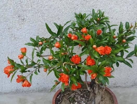 石榴花的养殖技巧和常见问题解答？
