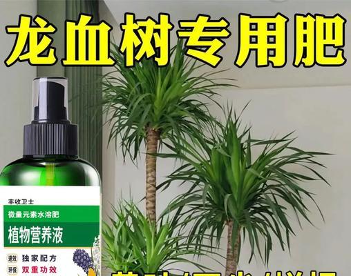 龙血树烂心的处理方法是什么？
