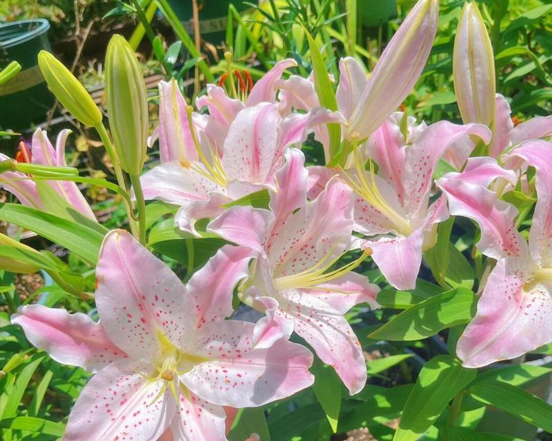 百合花蕊清洁方法是什么？如何保持花蕊干净？