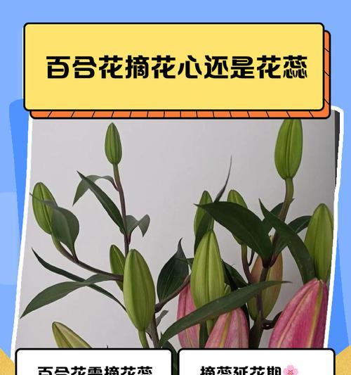 百合花蕊清洁方法是什么？如何保持花蕊干净？
