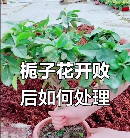 桅子花怎么繁殖？桅子花的繁殖技巧和步骤是什么？