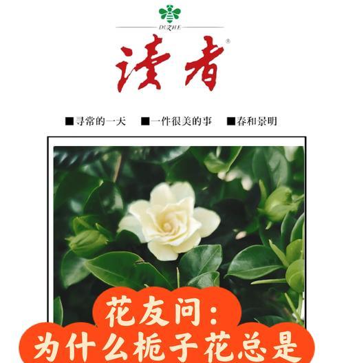 桅子花怎么繁殖？桅子花的繁殖技巧和步骤是什么？