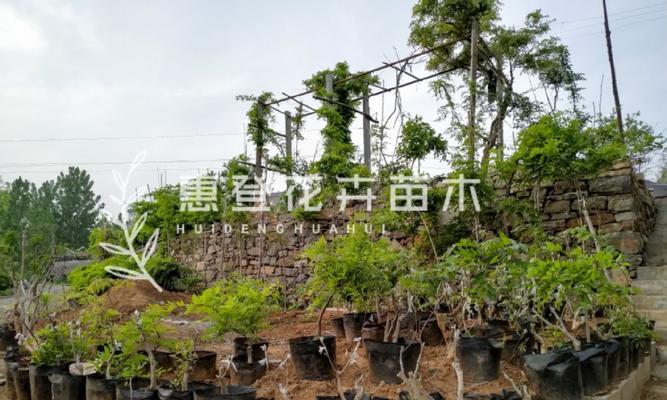 紫藤嫁接技巧是什么？如何提高成活率？