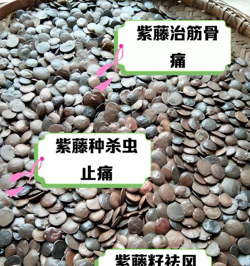紫藤嫁接技巧是什么？如何提高成活率？
