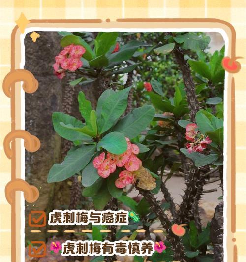 刺梅叶子发黄的原因及处理方法是什么？