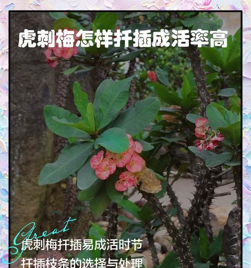 仙人掌扦插步骤是什么？怎样提高扦插成活率？