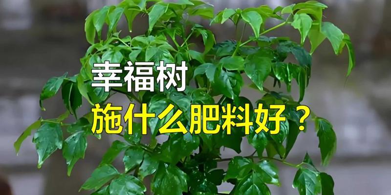 小幸福树的养殖技巧有哪些？