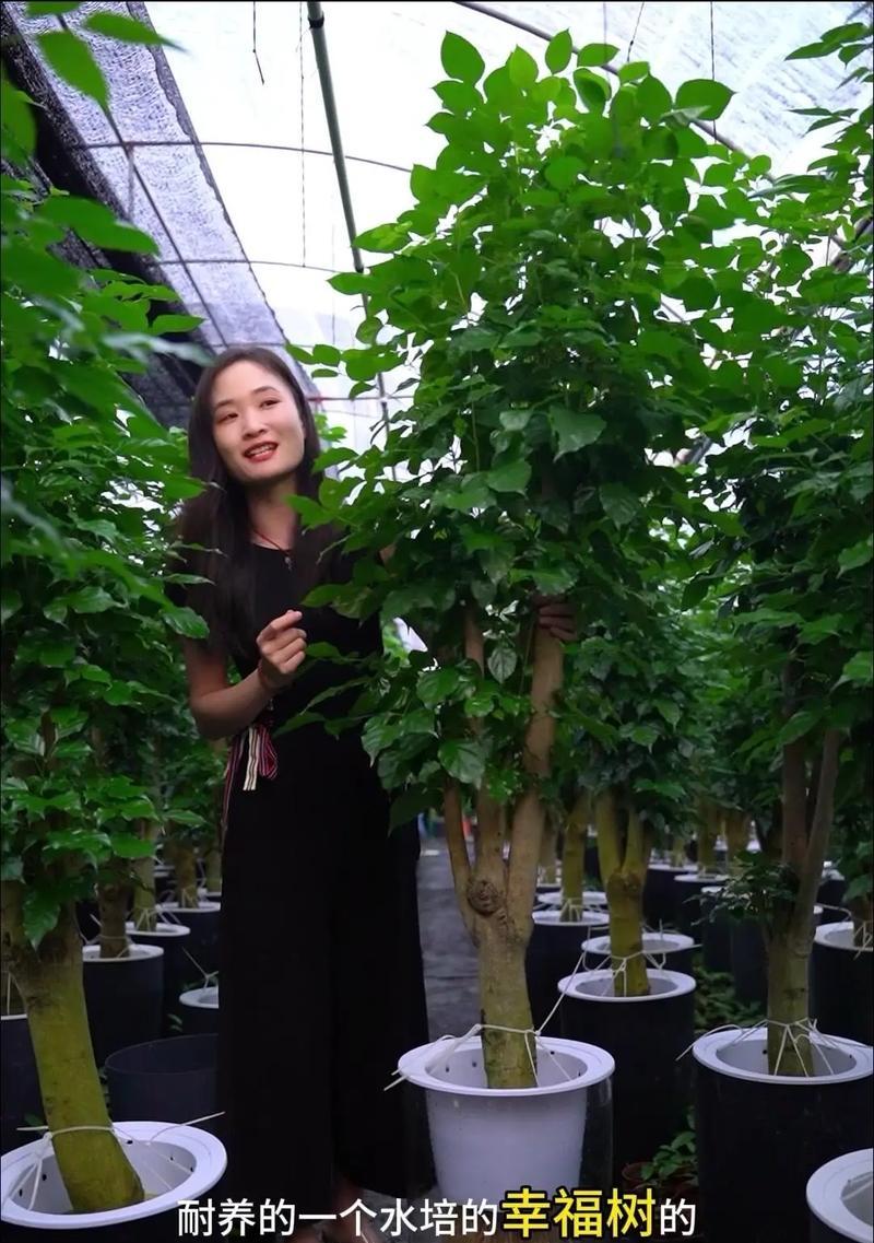小幸福树的养殖技巧有哪些？