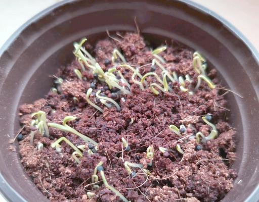 满天星移栽方法是什么？满天星移栽的常见问题有哪些？