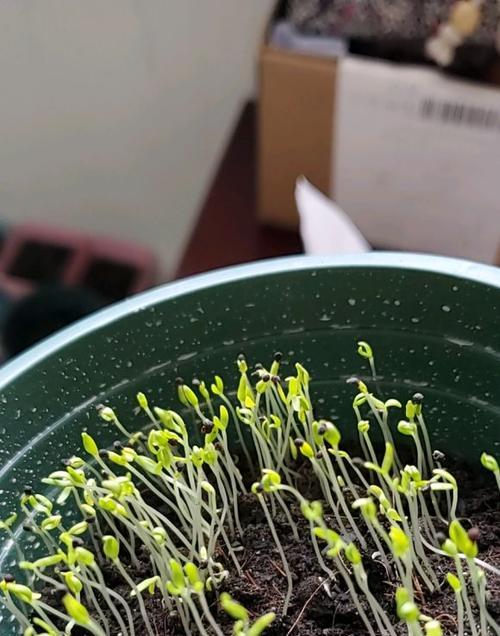 满天星移栽方法是什么？满天星移栽的常见问题有哪些？