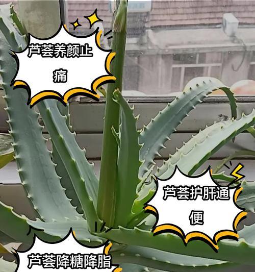 芦荟的花语代表什么？芦荟的寓意有哪些？