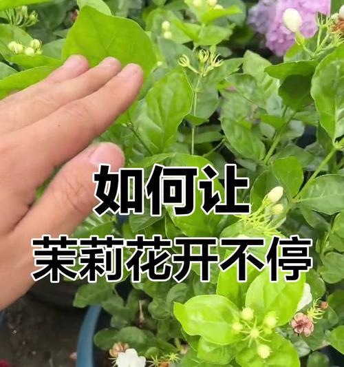 茉莉花修剪技巧有哪些？