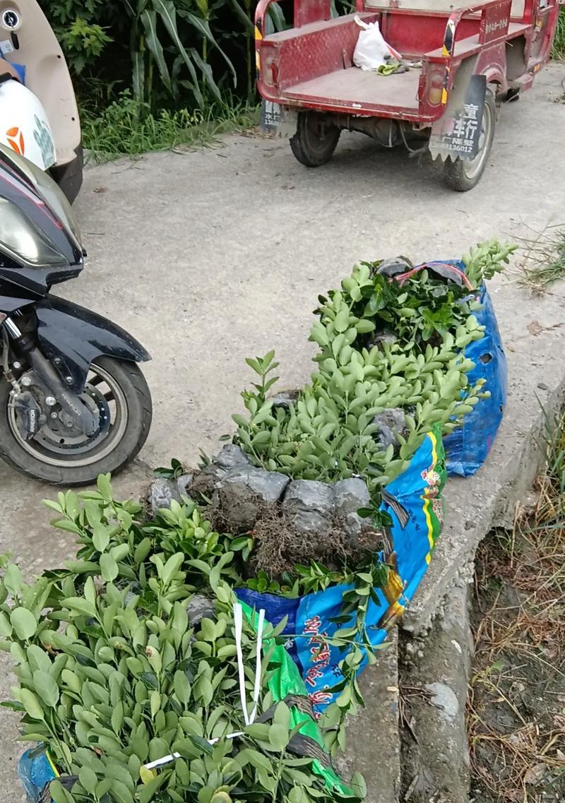 万年青长得太快怎么办？如何控制其高度？