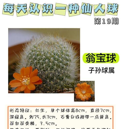 仙人球养殖的常见问题及解决方法是什么？