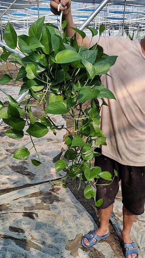 绿箩藤的养殖技巧和注意事项有哪些？