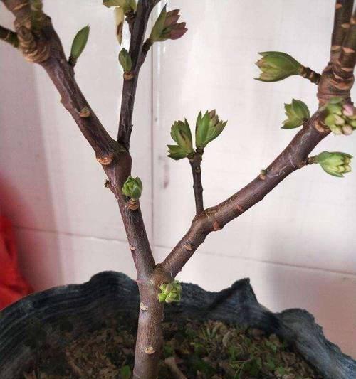 瑞香叶子下垂的原因及解决办法？
