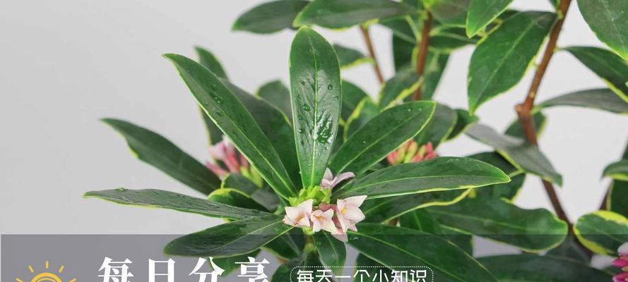 瑞香叶子下垂的原因及解决办法？