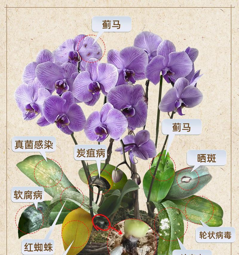 蝴蝶兰花后管理？如何促进再次开花？