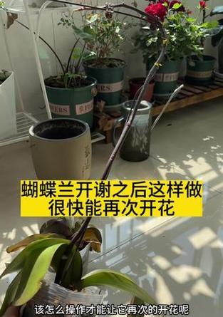 蝴蝶兰花后管理？如何促进再次开花？