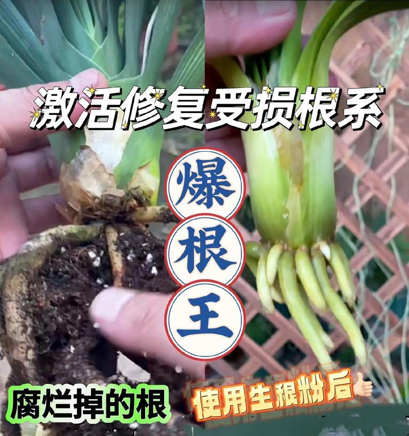 生根粉的正确使用方法是什么？使用后多久见效？