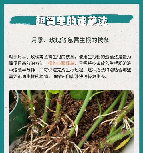 生根粉的正确使用方法是什么？使用后多久见效？