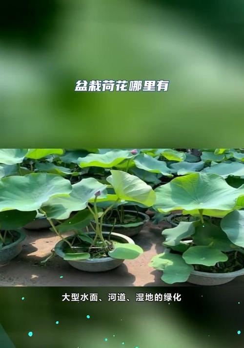 盆栽荷花施肥技巧是什么？