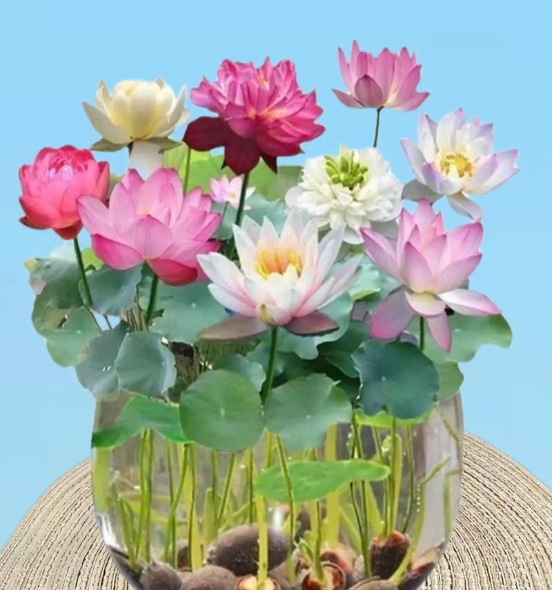 水培花卉的正确养护方法是什么？
