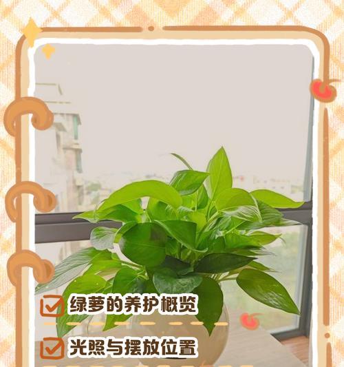 绿萝的养护方法是什么？如何养出健康的绿萝？