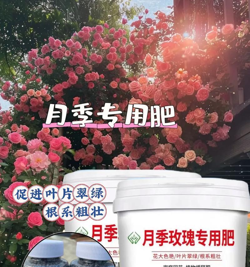 月菊花的正确养护方法是什么？