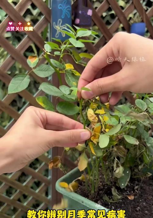 月菊花的正确养护方法是什么？