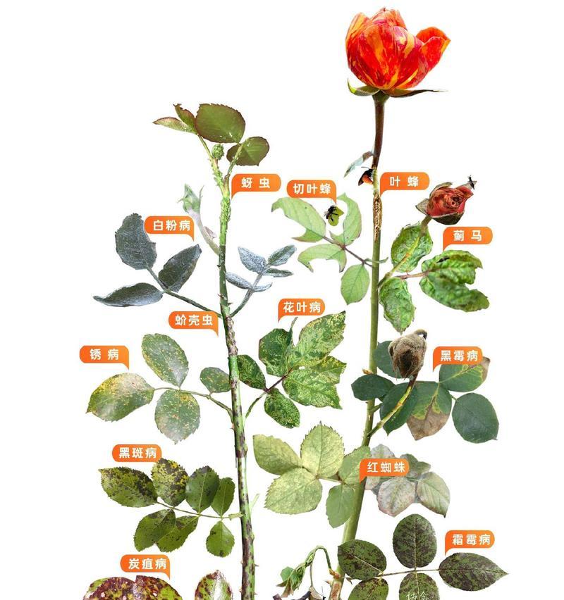 月菊花的正确养护方法是什么？