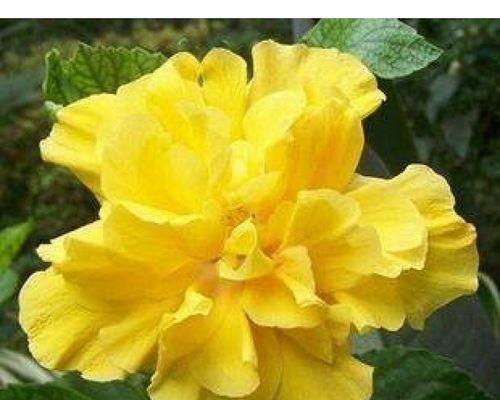 朱槿牡丹的养殖方法是什么？如何使其花朵更加鲜艳？