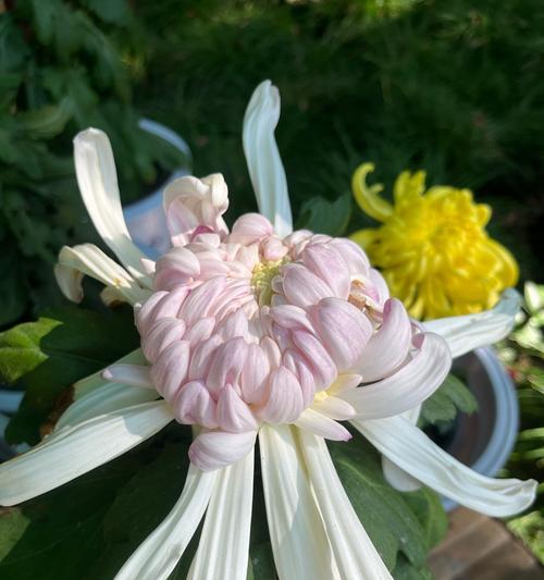 菊花有哪些品种？不同品种菊花的特点是什么？