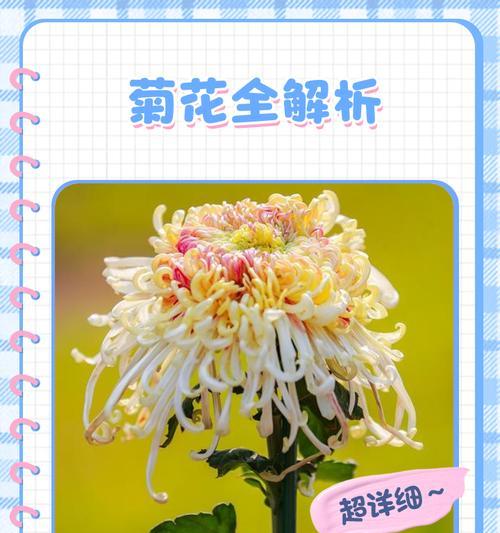 菊花有哪些品种？不同品种菊花的特点是什么？