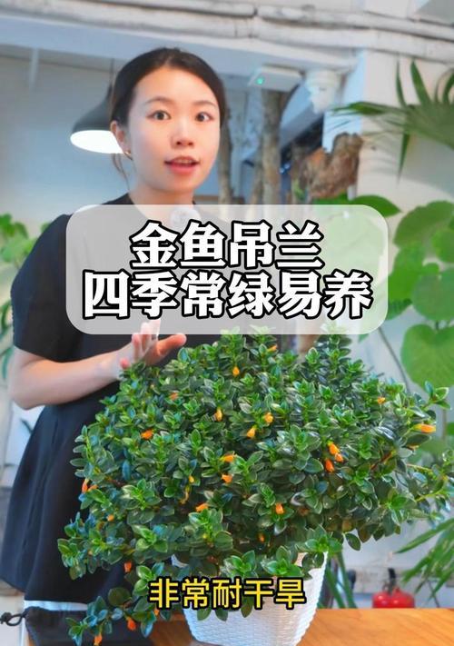 室内的吊兰怎么养？室内吊兰的养护技巧有哪些？
